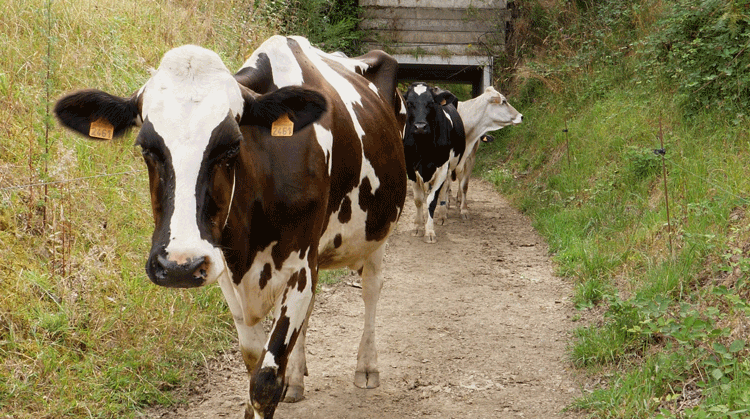 image de tournage : traversée des vaches